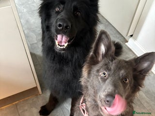 German Shepherd dogs - Advert 9