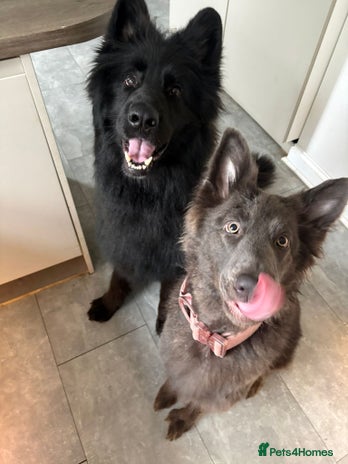 German Shepherd dogs - Advert 1