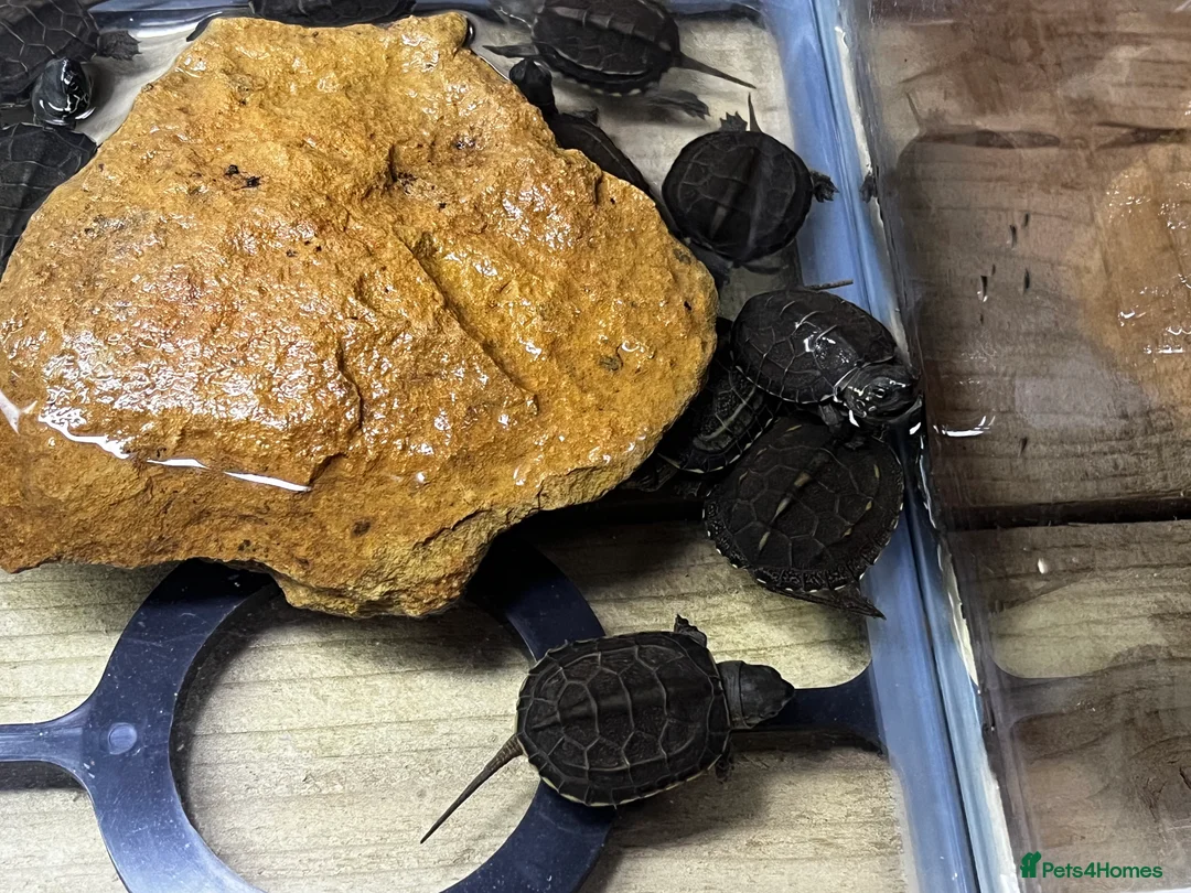Turtle reptiles for sale: Baby Reeves Turtles and full setups available  - Advert 8