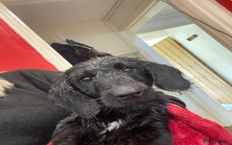 Aussiedoodle dogs for sale: Gorgeous Aussie Doodle Boy - Fully Vet Checked!  - Image 5
