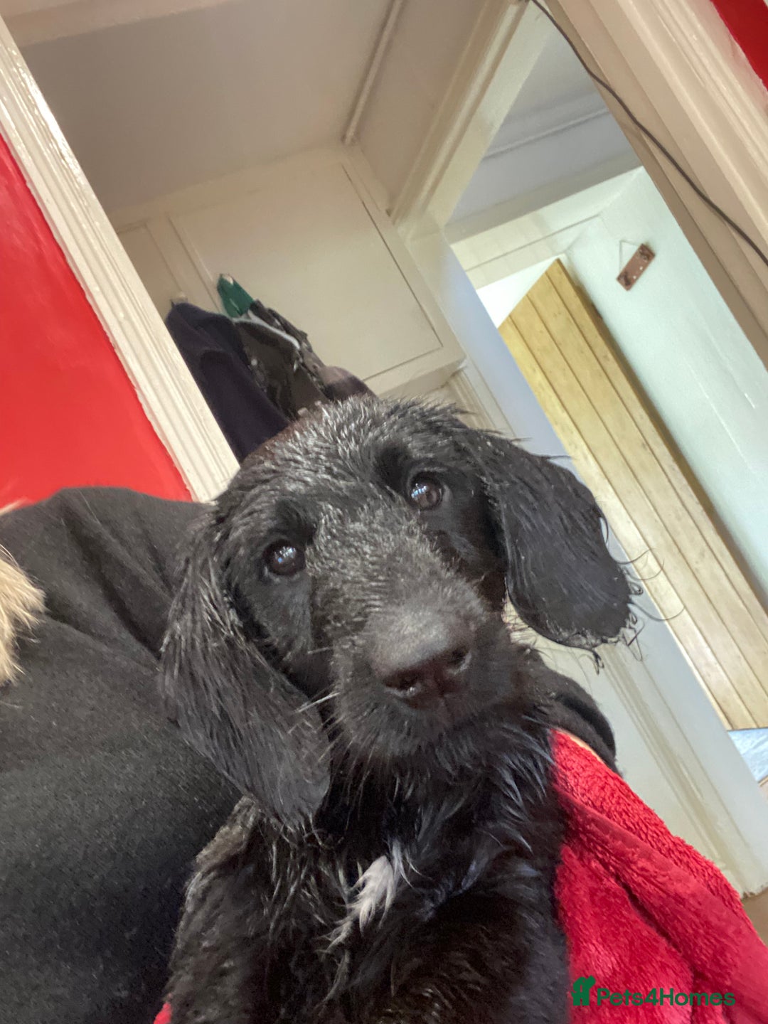 Aussiedoodle dogs for sale: Gorgeous Aussie Doodle Boy - Fully Vet Checked!  - Image 5