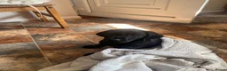 Labrador Retriever dogs for sale: Black Labrador puppy - Advert 3