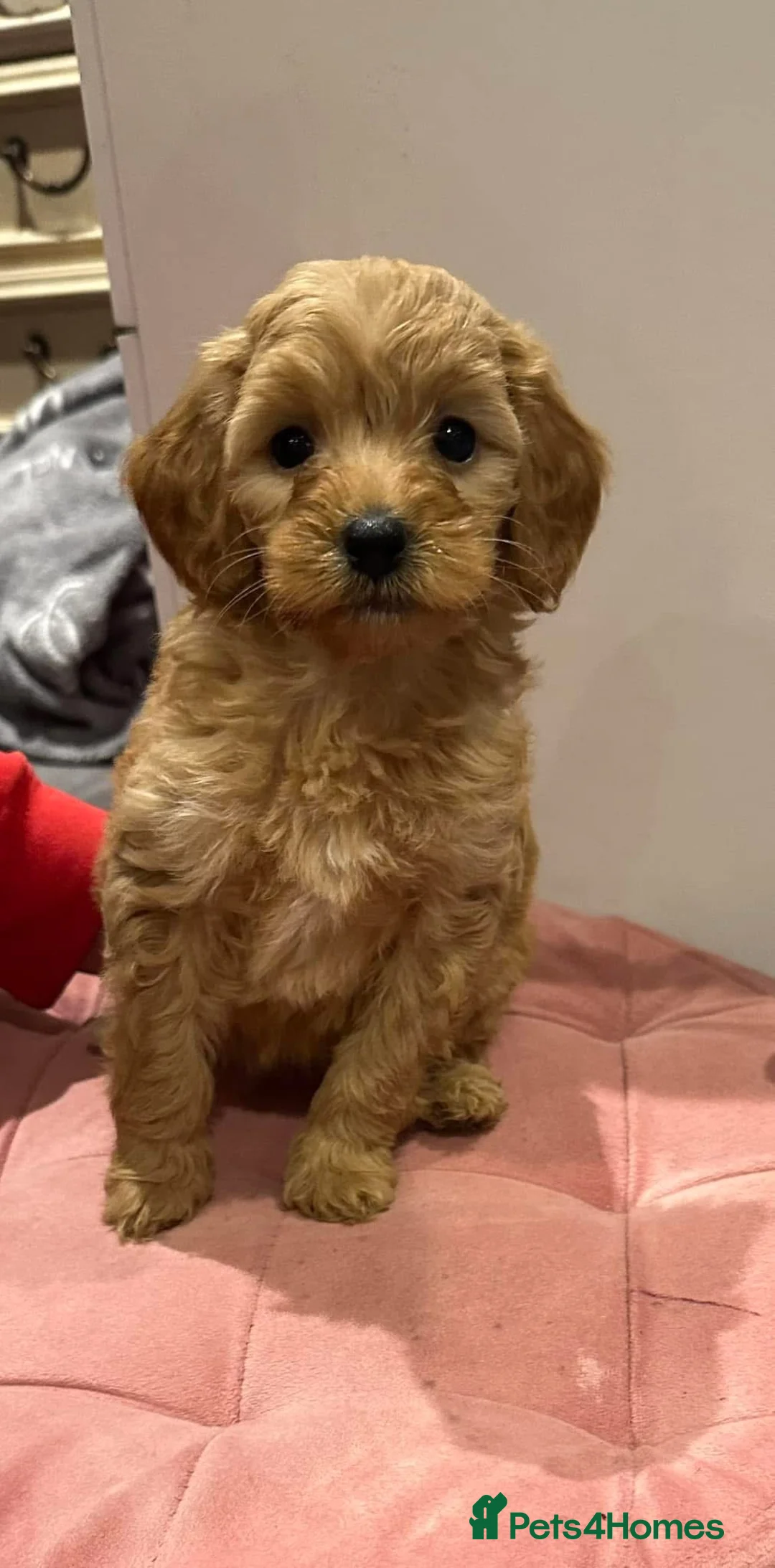 Miniature Poodle dogs for stud: mintiure poodle stud only kc health tested in Ely - Advert 21