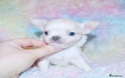 Chihuahua dogs for sale: KC REG HEALTH TESTED CHIHUAHUA BABIES - Image 7