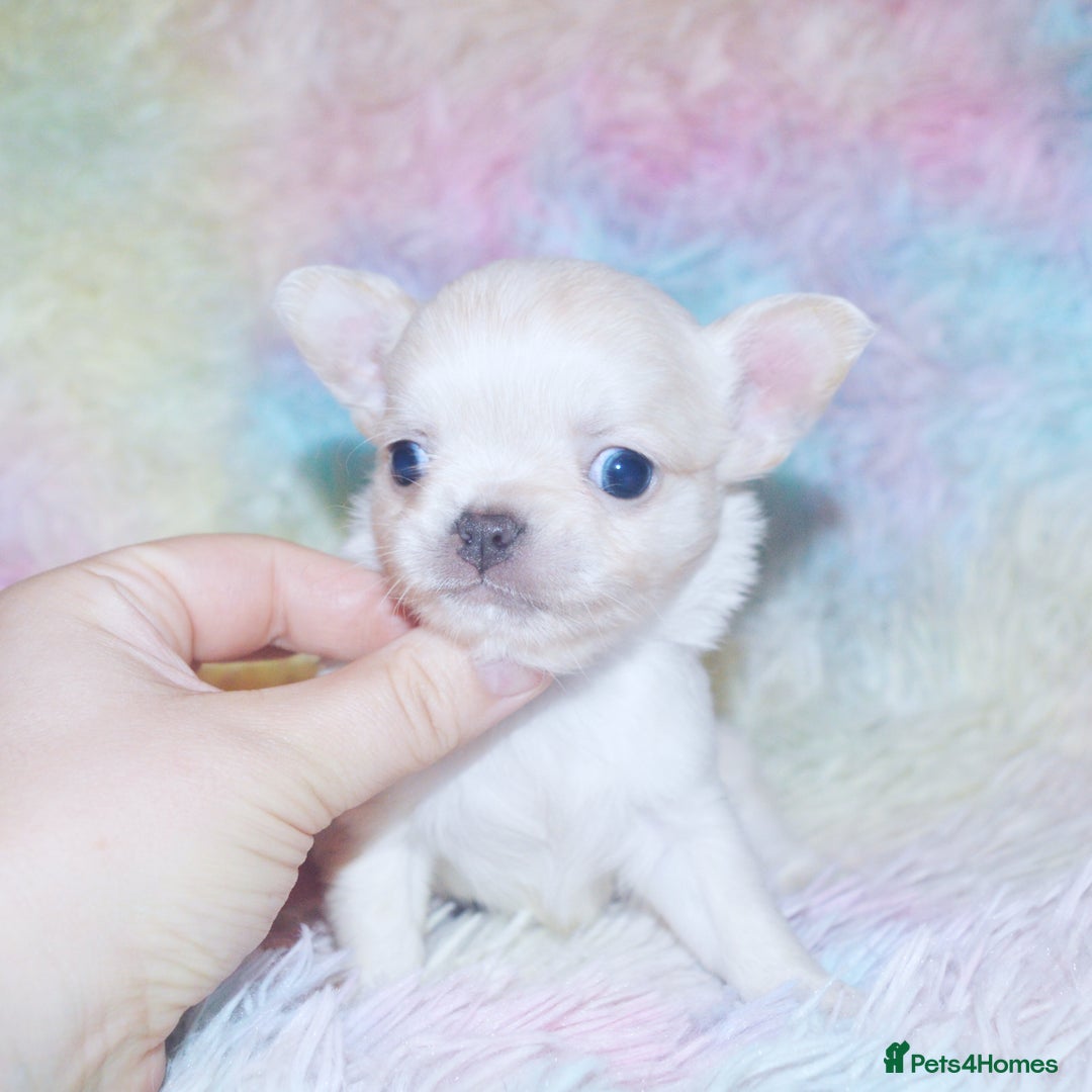 Chihuahua dogs for sale: KC REG HEALTH TESTED CHIHUAHUA BABIES - Image 7