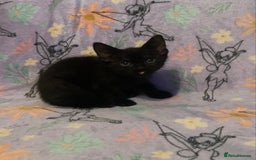 Domestic Shorthair cats for sale: 6 Black Kittens - Ready to leave! - Image 5