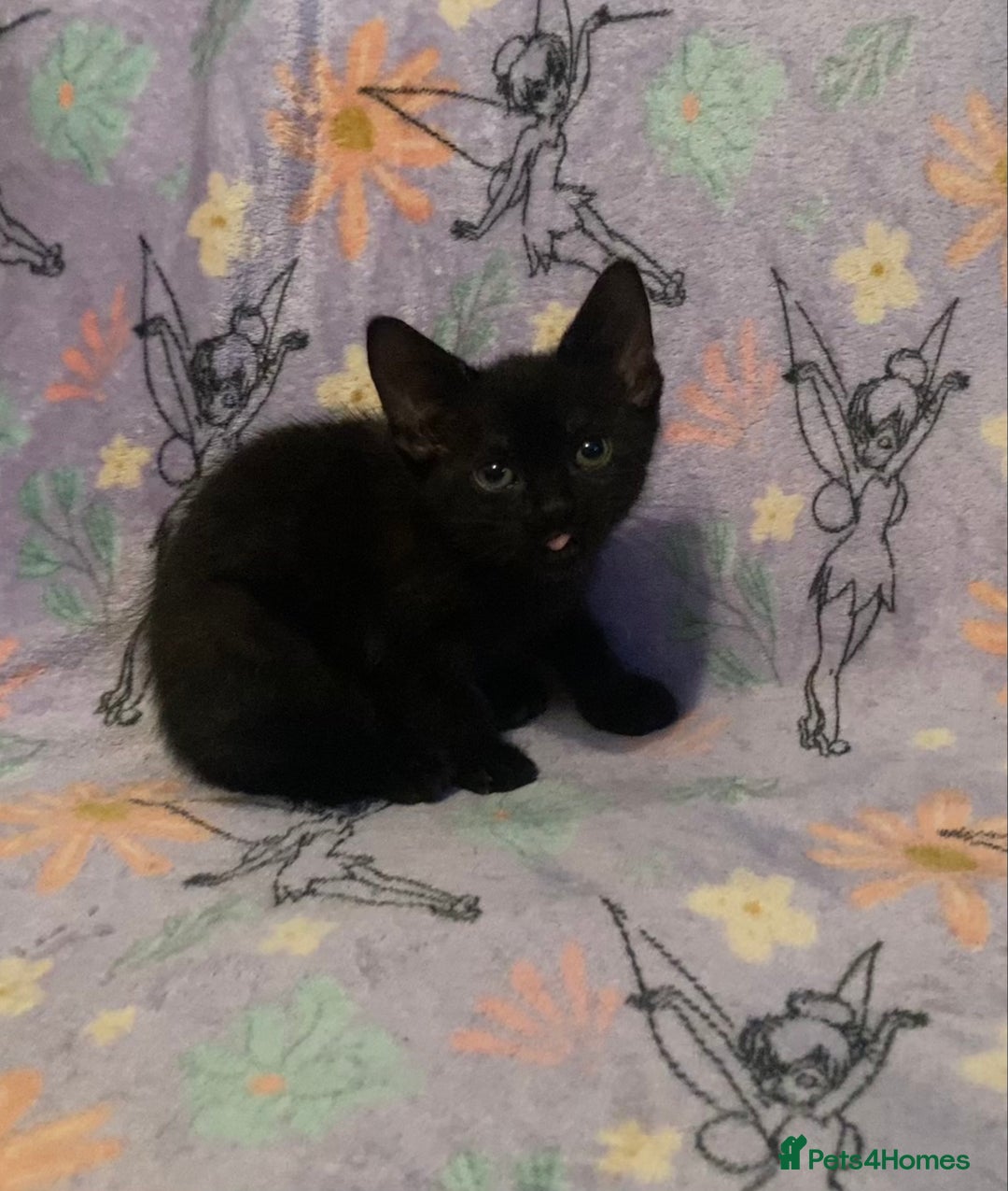 Domestic Shorthair cats for sale: 6 Black Kittens - Ready to leave! - Image 5