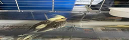 Cockatiels birds for sale: Baby cockatiels for sale - read ad for prices  - Advert 8
