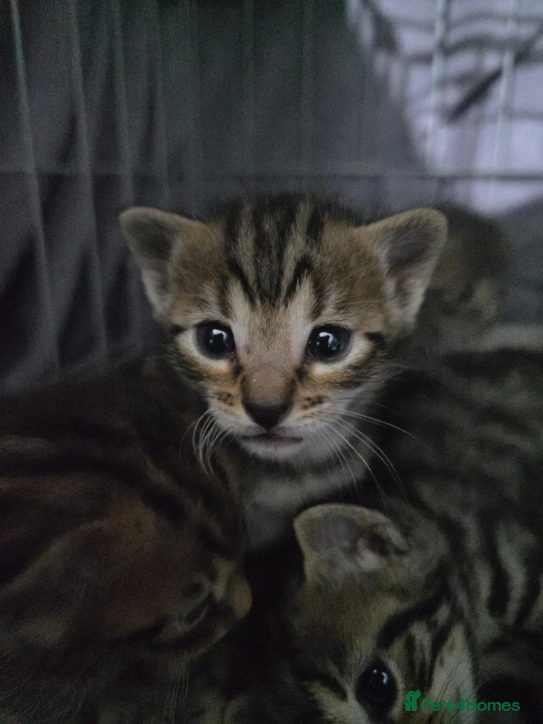 Bengal cats for sale: Bengal mix kittens - Advert 2