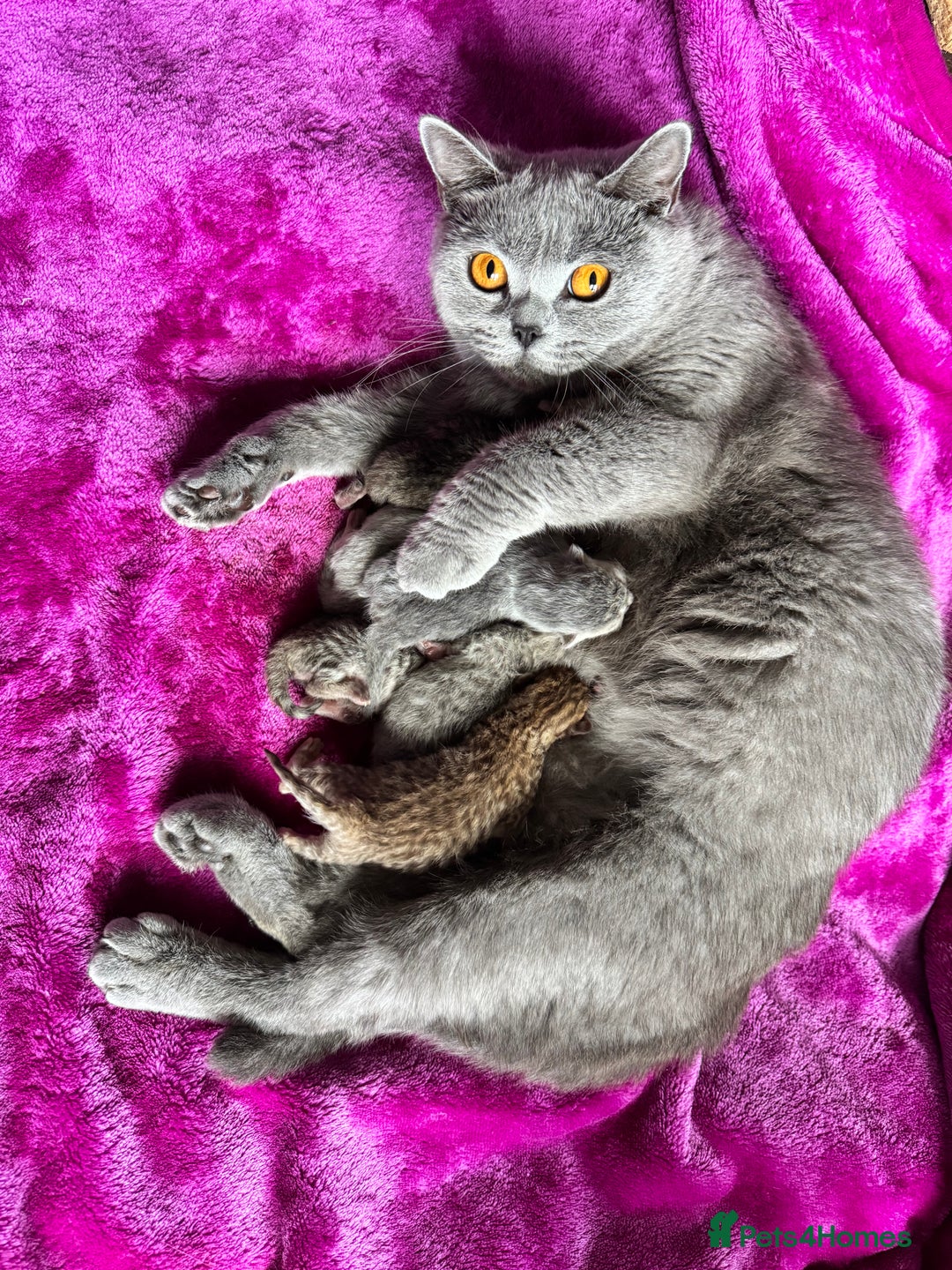 British Shorthair cats for sale: Stunning Golden kittens  - Image 2
