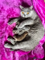 British Shorthair cats - Advert 2