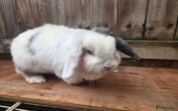 Mini Lop rabbits for sale: Stunning mini lops does - Image 4