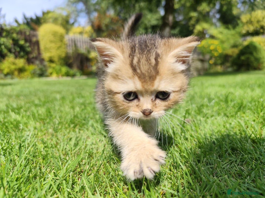 British Shorthair cats for sale: Golden British short hair - Image 3