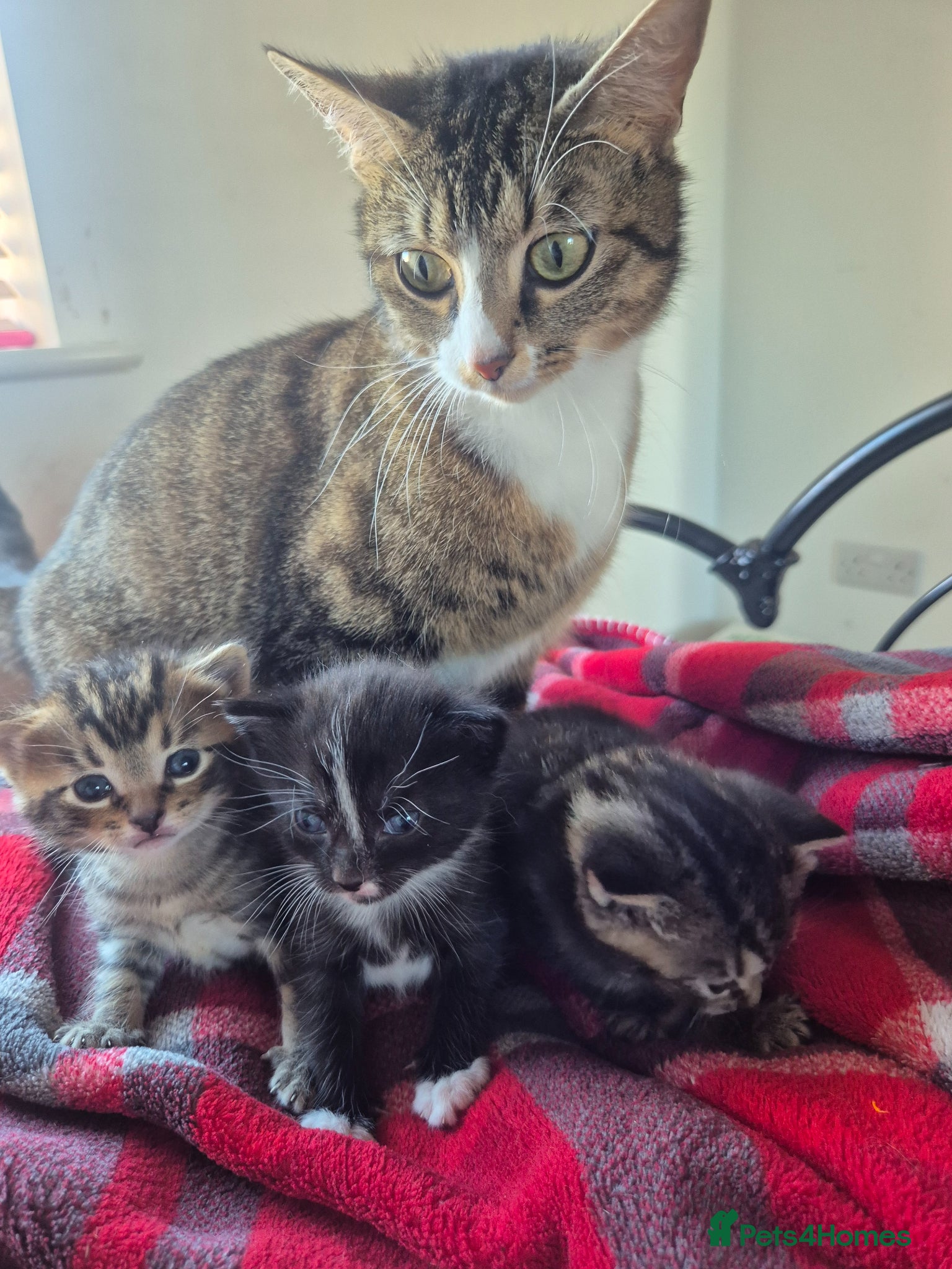 Mixed Breed cats Gorgeous bengla cross kittens  - Advert 2