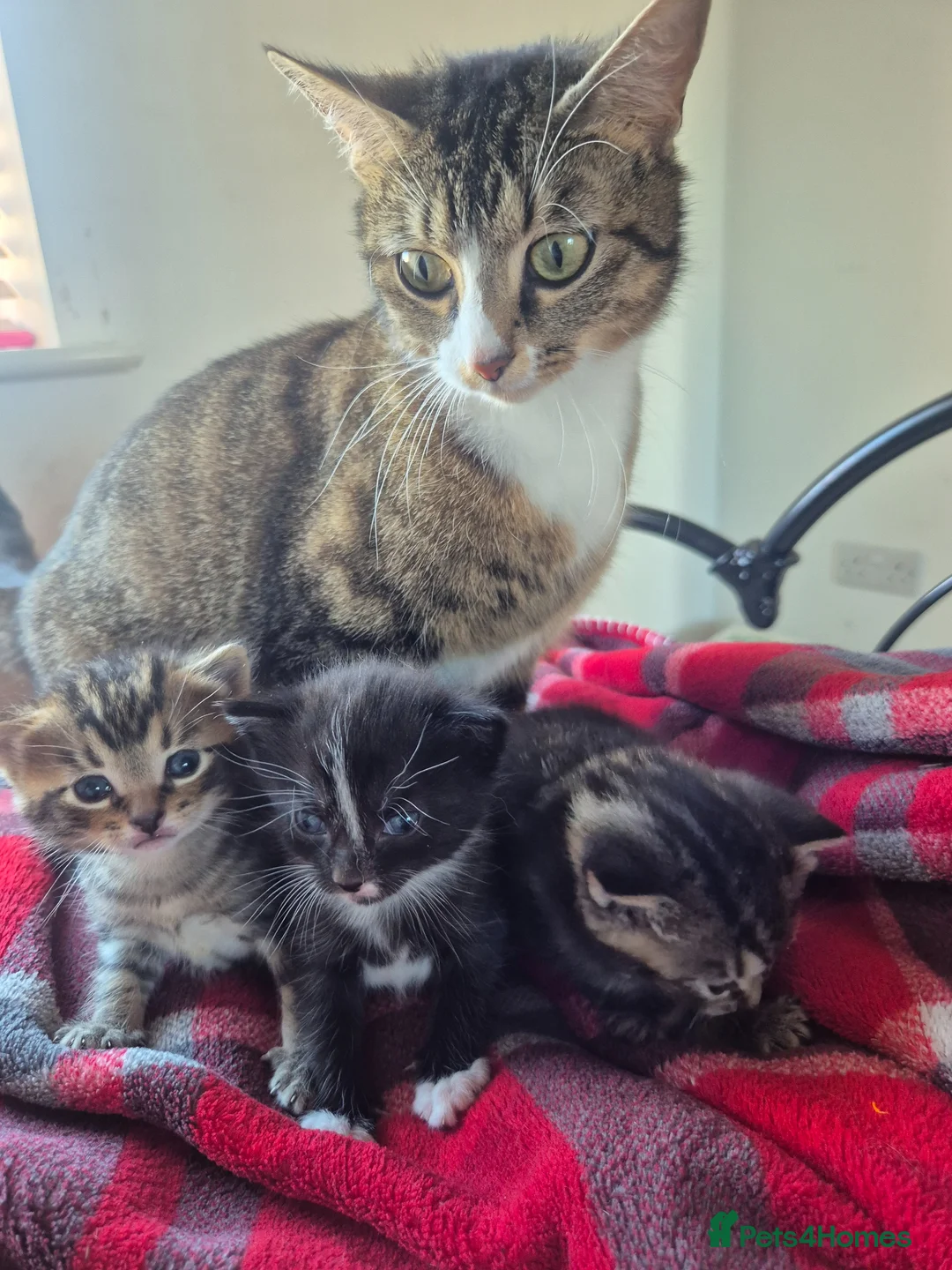 Mixed Breed cats for sale: Gorgeous bengla cross kittens  - Advert 1