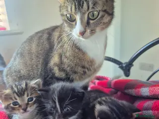 Mixed Breed cats Gorgeous bengla cross kittens - Advert 2