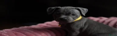 Staffordshire Bull Terrier 5