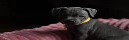 Staffordshire Bull Terrier dogs for sale: KC Staffy Puppies - Advert 11