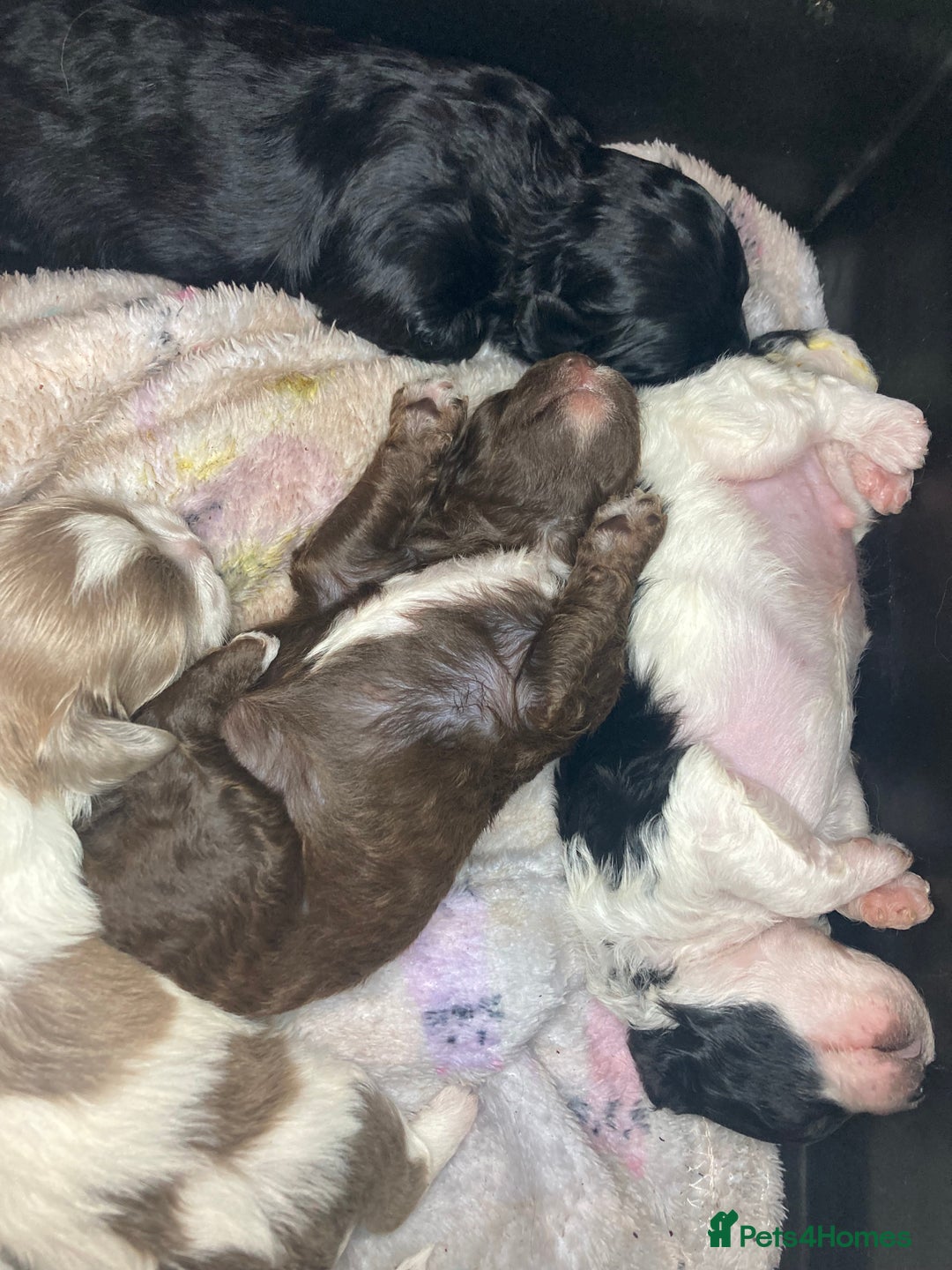 Shihpoo dogs for sale: 5 star rated Toy shihpoo puppies - Image 33