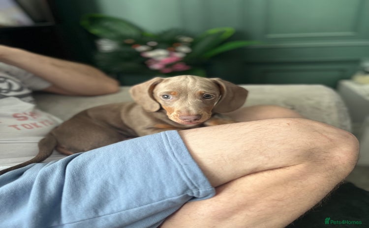 Miniature Dachshund dogs - Advert 10