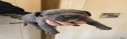 Cane Corso dogs for sale: 7 Blue Beautiful Cane Corso puppies 3 weeks old - Advert 6