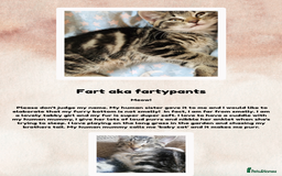British Shorthair cats for sale: 3 month old kittens - Image 4