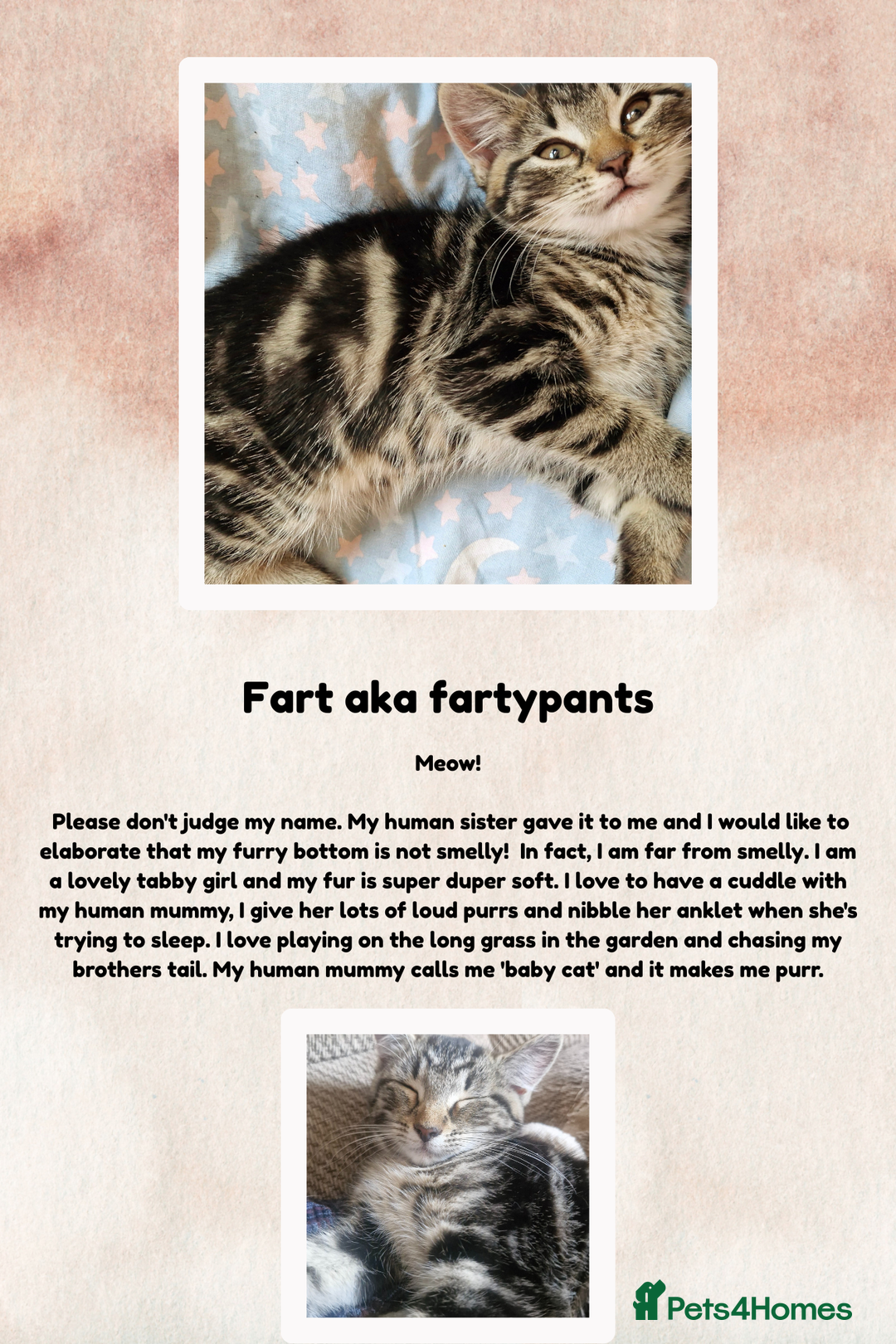 British Shorthair cats for sale: 3 month old kittens - Image 4