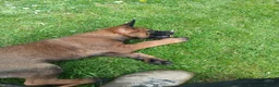 Belgian Shepherd Dog dogs for sale: Belgian Malinois knpv x ring sport fci ikc reg in Omagh - Advert 19