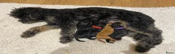 Cockapoo dogs for sale: Ready Now f1b Black & Brown Cockapoo Puppies! 🐾 in Scarborough - Advert 30