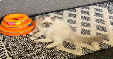 Ragdoll cats - Advert 3