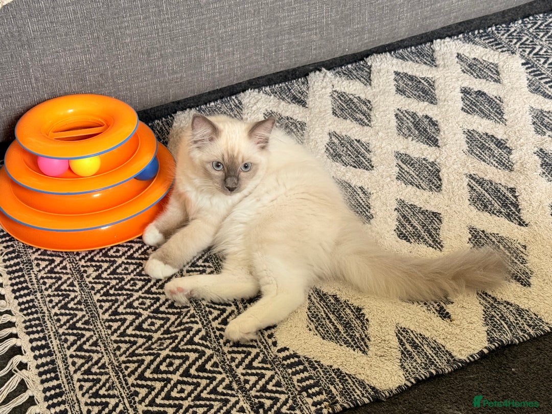 Ragdoll cats for sale: Glasgow Cats  - Image 2