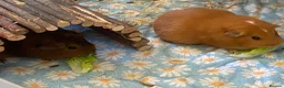 Guinea Pig rodents for sale: Two female guinea pigs looking for a home in Ledbury - Advert 2