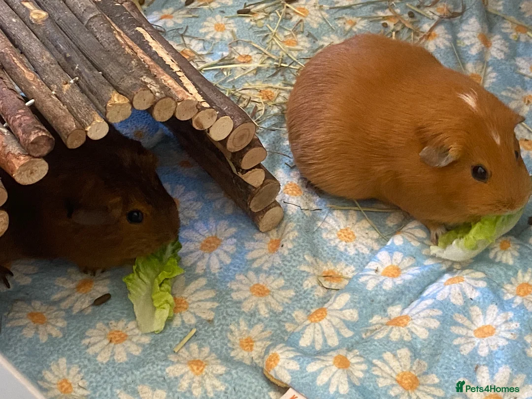 Guinea Pig rodents for sale: Two female guinea pigs looking for a home in Ledbury - Advert 2