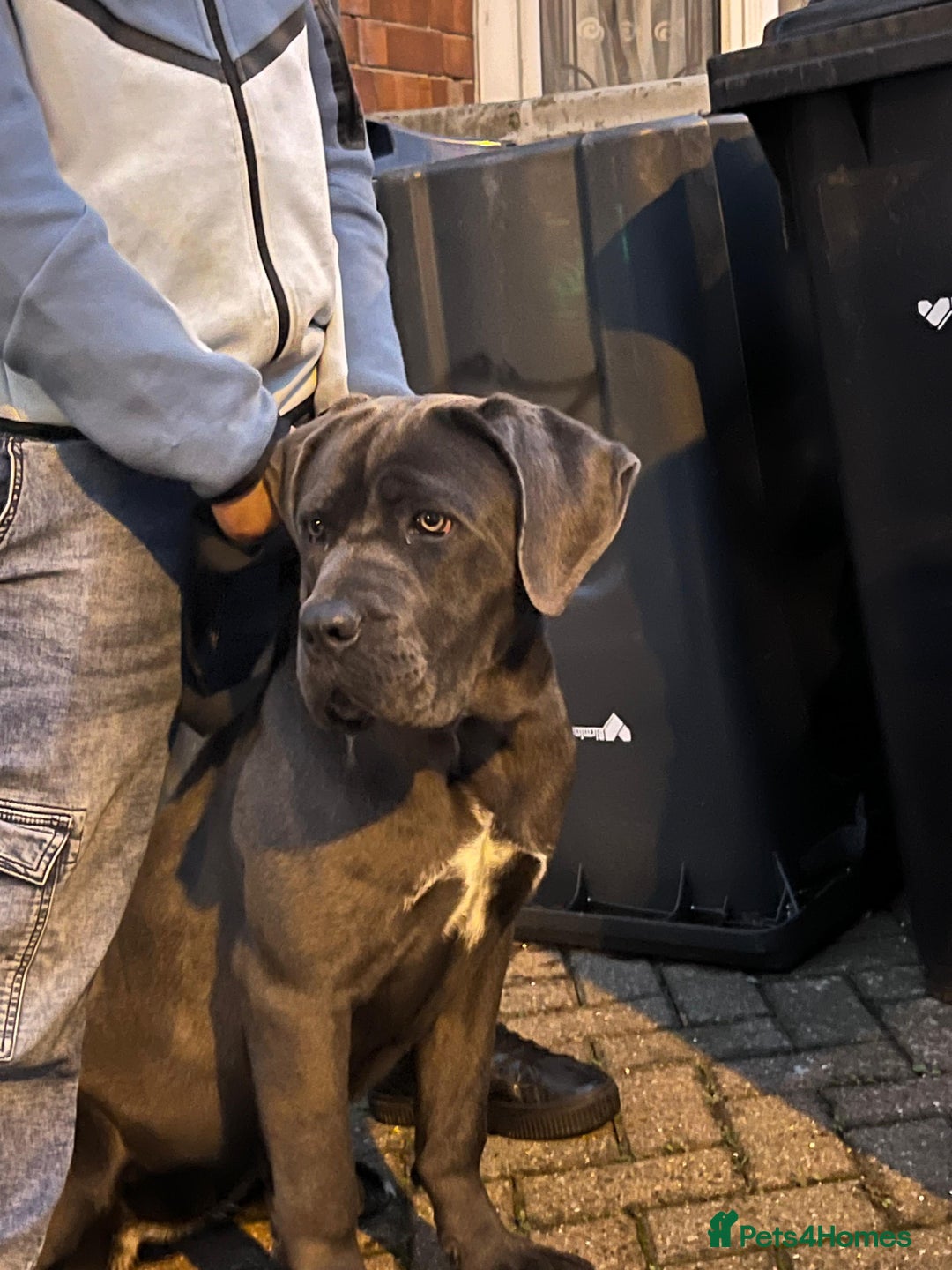 Cane Corso dogs for sale: Cane corso puppy - Advert 4