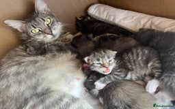 Maine Coon cats for sale: X Maine coon kits - Image 4
