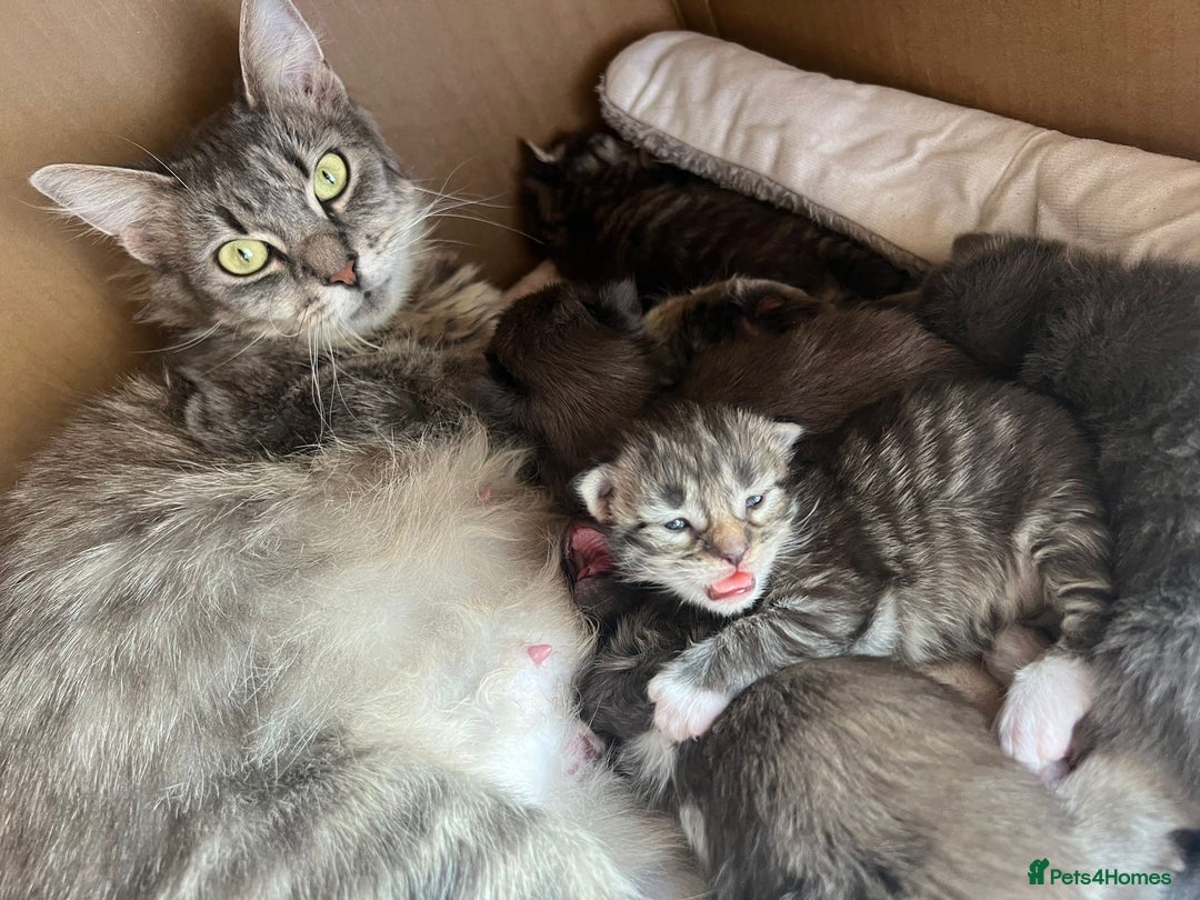 Maine Coon cats for sale: X Maine coon kits - Image 4