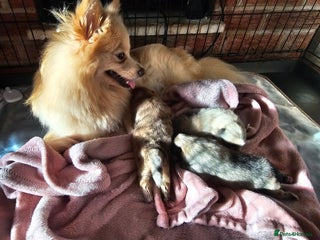 Pomeranian dogs 3 beautifull pomeranian puppies - Advert 1