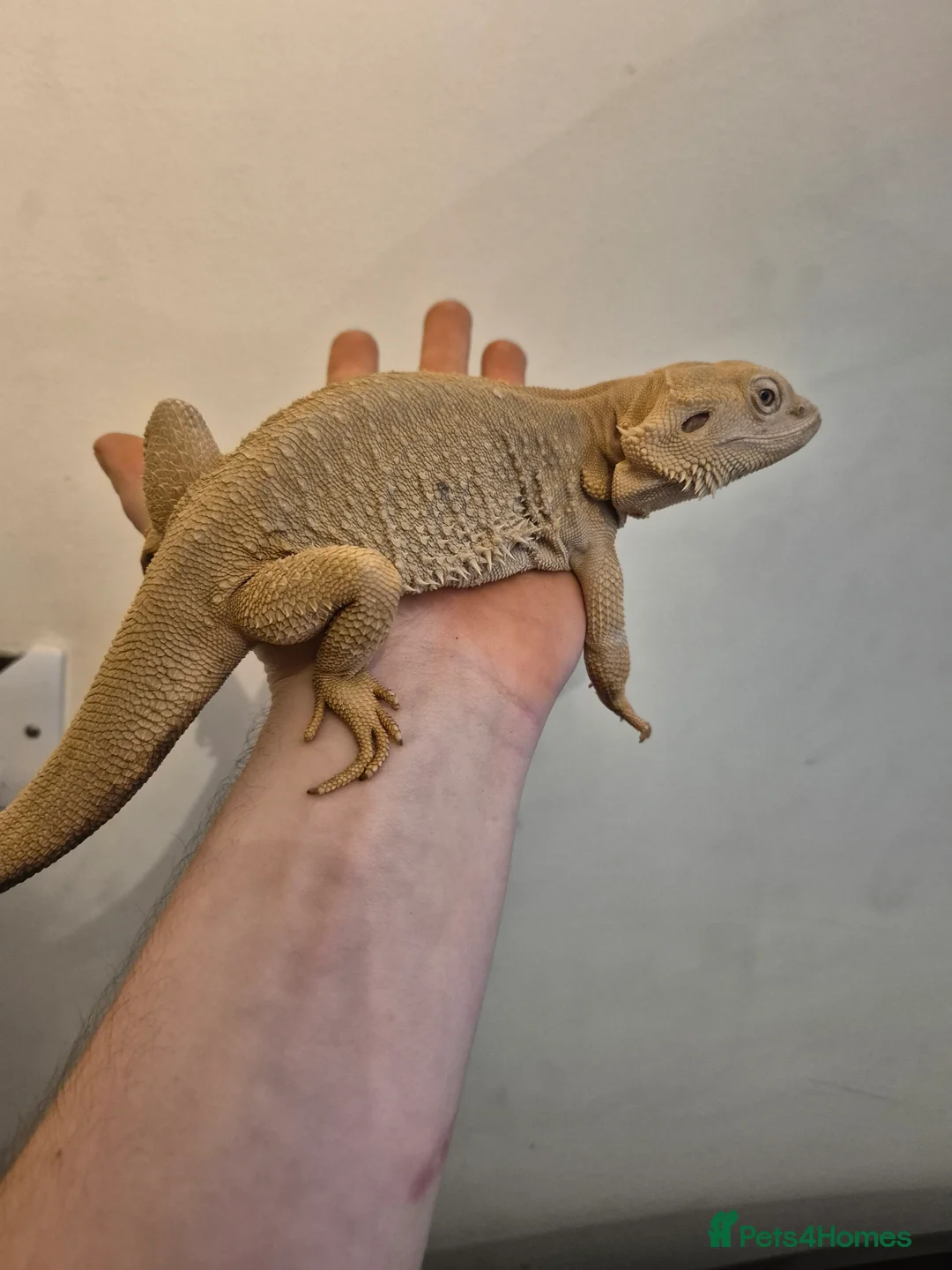 Bearded Dragon reptiles for sale: Male Zero bearded dragon - Advert 6