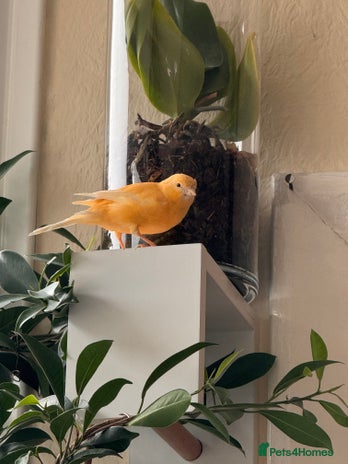 Canaries birds in Greenford - Advert 3