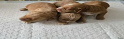 Sprocker dogs for sale: Cocker spaniel x english springer spaniel  in Leeds - Advert 4