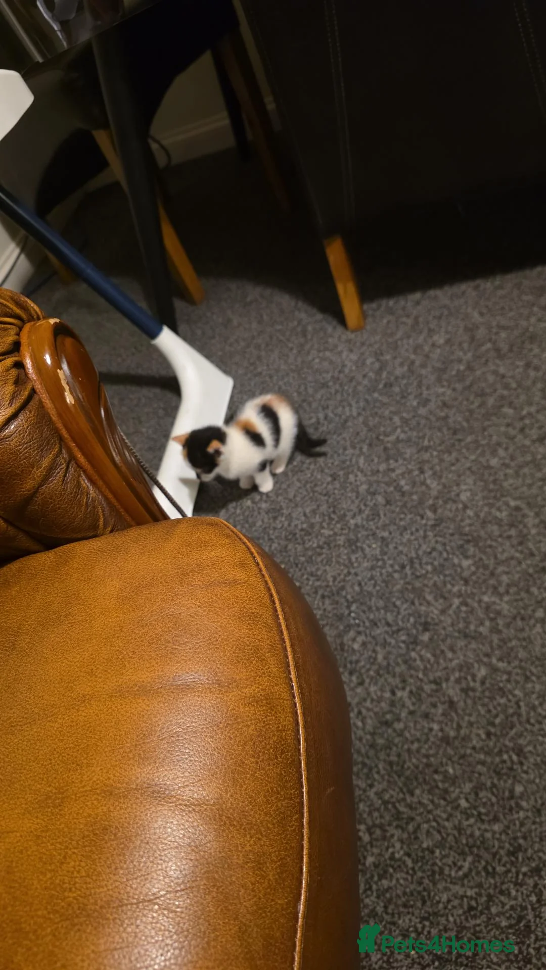 Domestic Shorthair cats for sale: Domestic in Wolverhampton - Advert 2