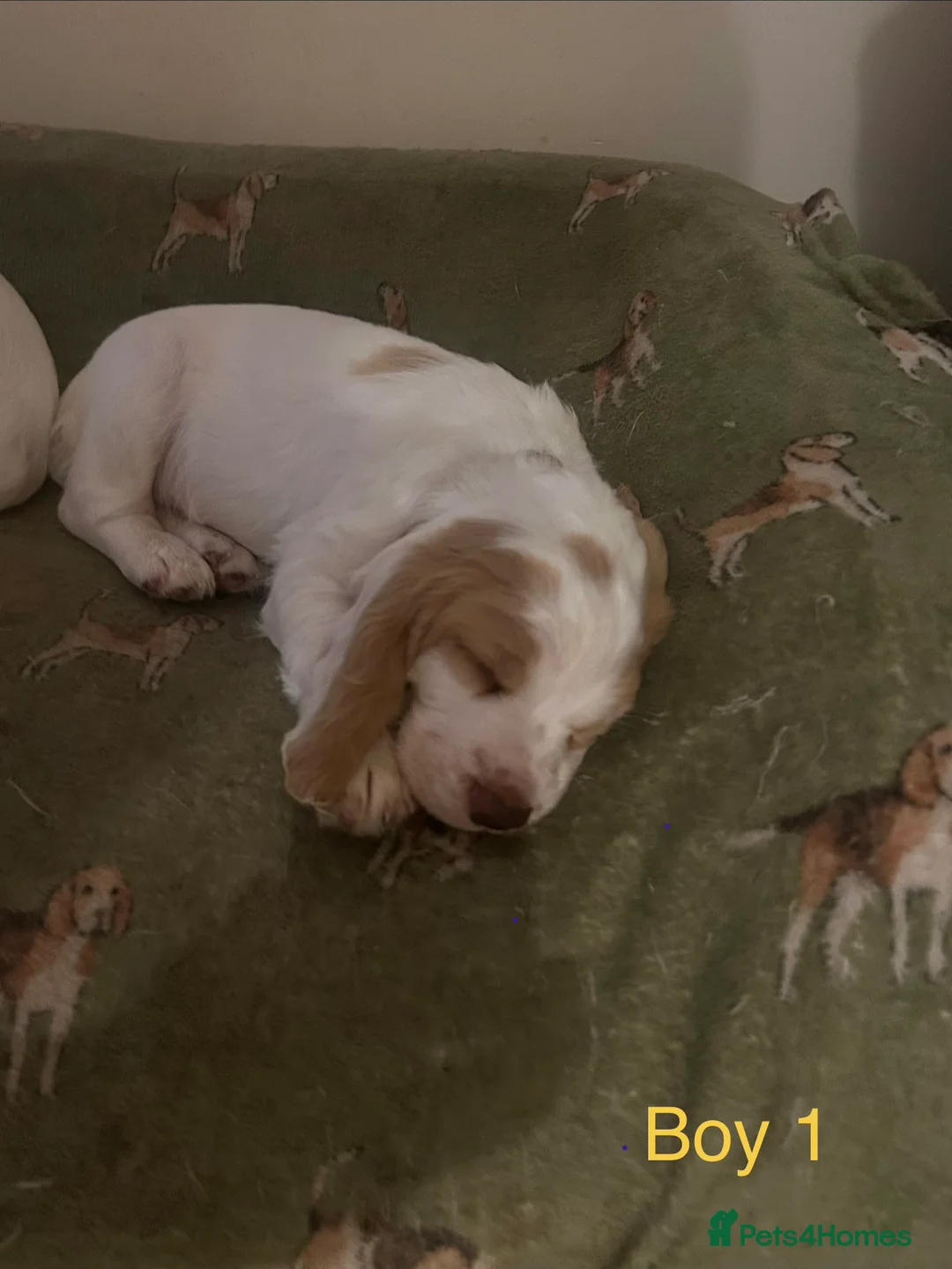 Cocker Spaniel dogs for sale: Working cocker pups - Advert 5