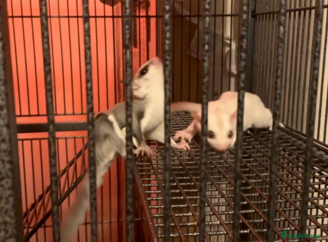 Sugar Glider rodents for sale: Baby sugar gliders ready now  - Advert 1