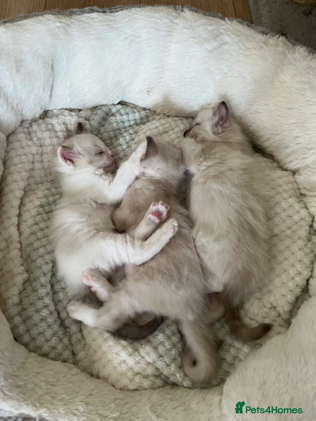 Ragdoll cats for sale: 3 beautiful full ragdoll kittens  - Advert 2