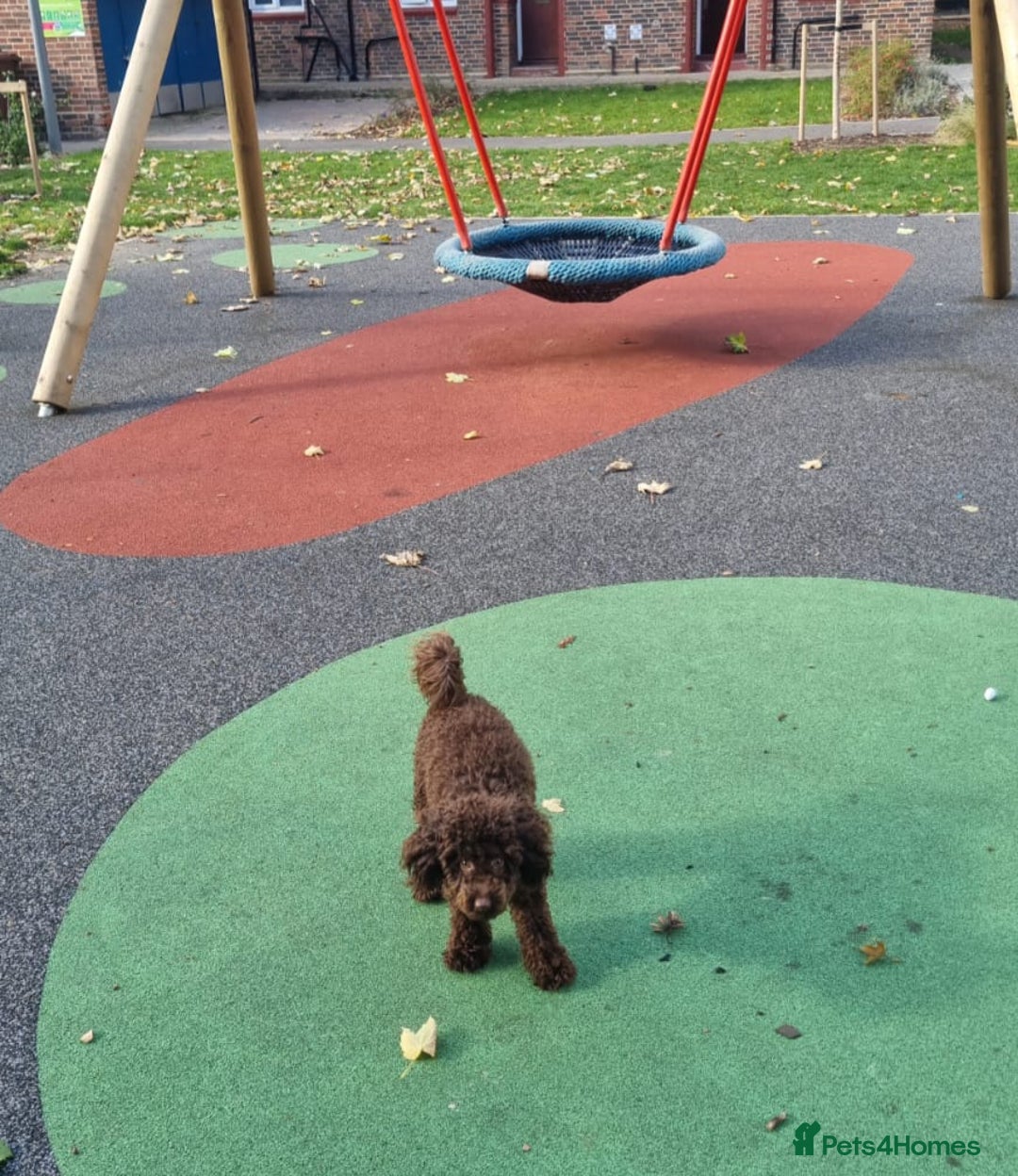 Toy Poodle dogs for sale: Adorable 11-Month-Old toy Poodle for Sale!   - Advert 1