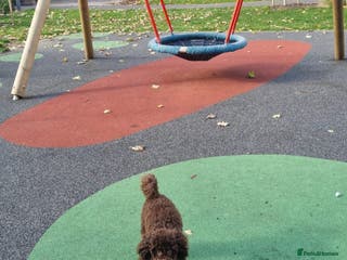 Toy Poodle dogs Adorable 11-Month-Old toy Poodle for Sale! - Advert 18