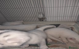 American Shorthair cats for sale: Whit kittens for sale  - Image 4