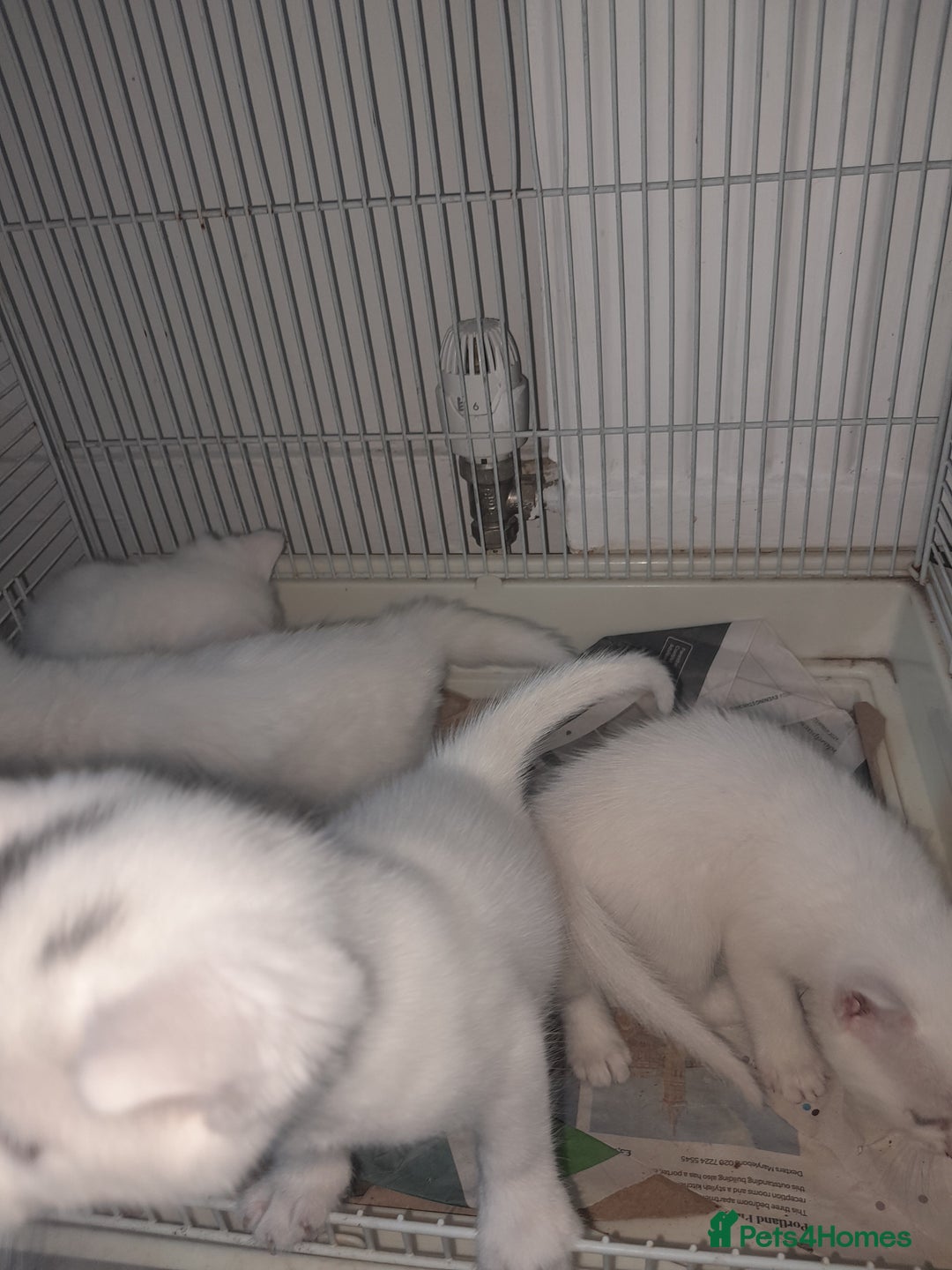 American Shorthair cats for sale: Whit kittens for sale  - Image 4