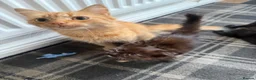 Mixed Breed cats for sale: 4 Beautiful kittens for sale - Advert 3