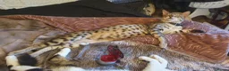 Savannah cats for sale: Buddy 4 year old Male S7 Savannah - Advert 9